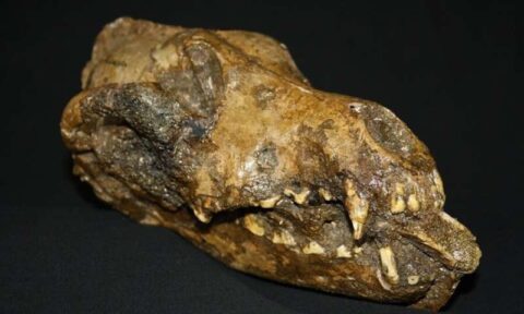 dog-like canid at the Moravian Museum in the Czech Republic