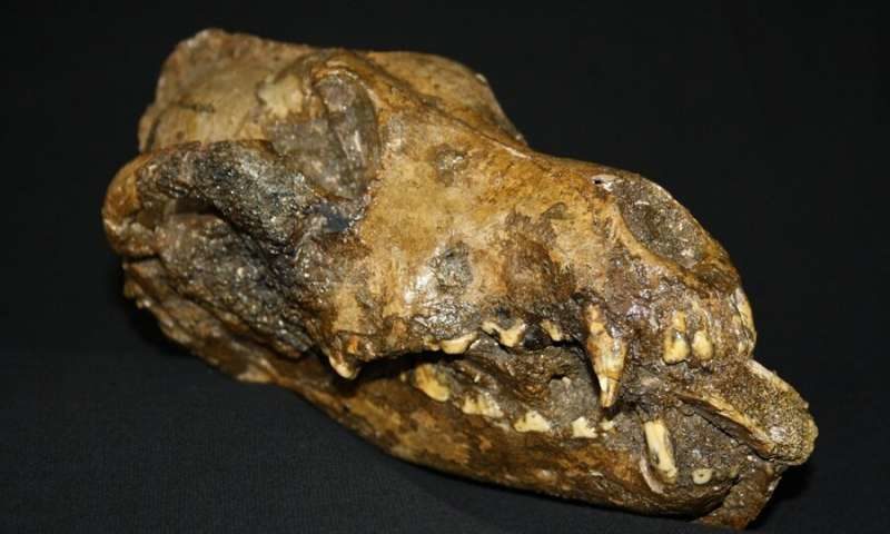 dog-like canid at the Moravian Museum in the Czech Republic