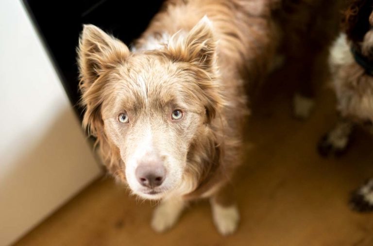 eager dog