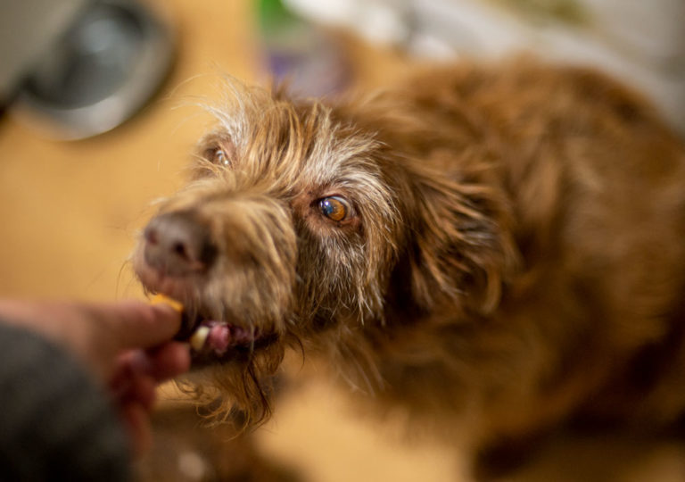 old dog taking treat