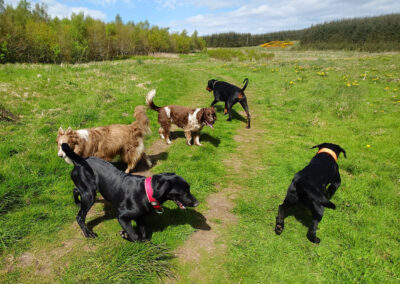 group of dogs walking in langbank