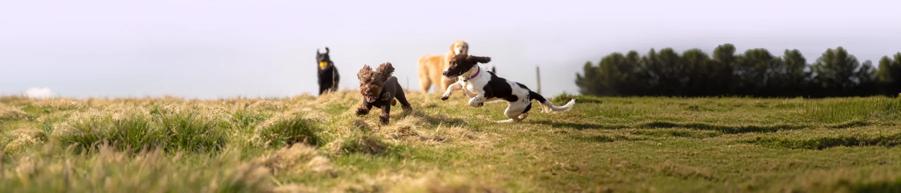 pack of dogs being walked