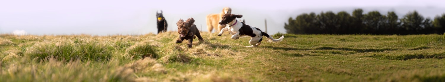 pack of dogs being walked