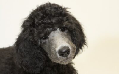 poodle dog poodle dog