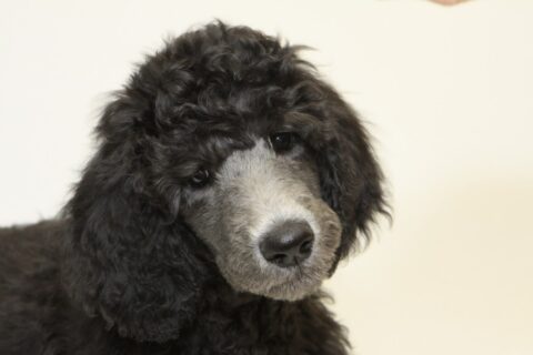 poodle dog