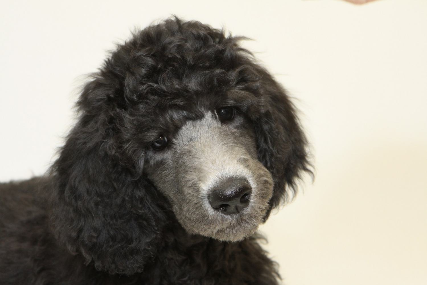 poodle dog