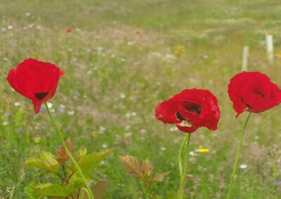 Poppies growing in a small meadow