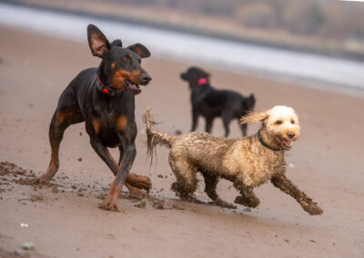 dogs playing on a beach