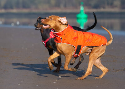 Doberman playing with vizsla