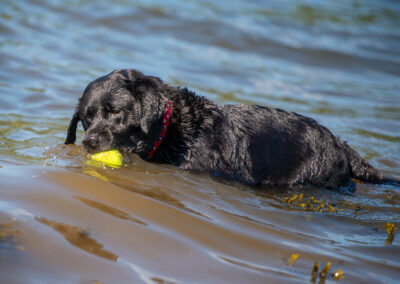 black labrador in water