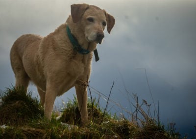 yellow lab standing