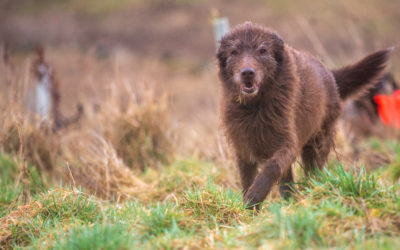 Wet Ruby (Now 13 yrs old) 13 year old dog