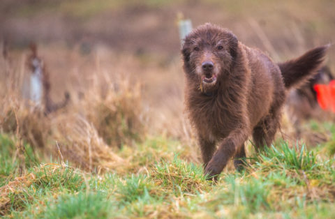13 year old dog