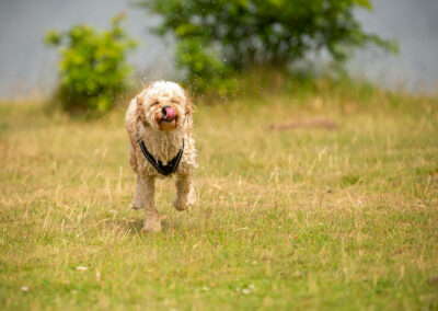 Young cockapoo funny face