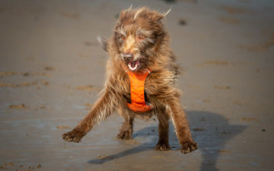 old happy dog
