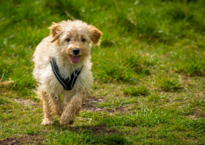 cockapoo puppy