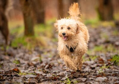 funny cockapoo puppy