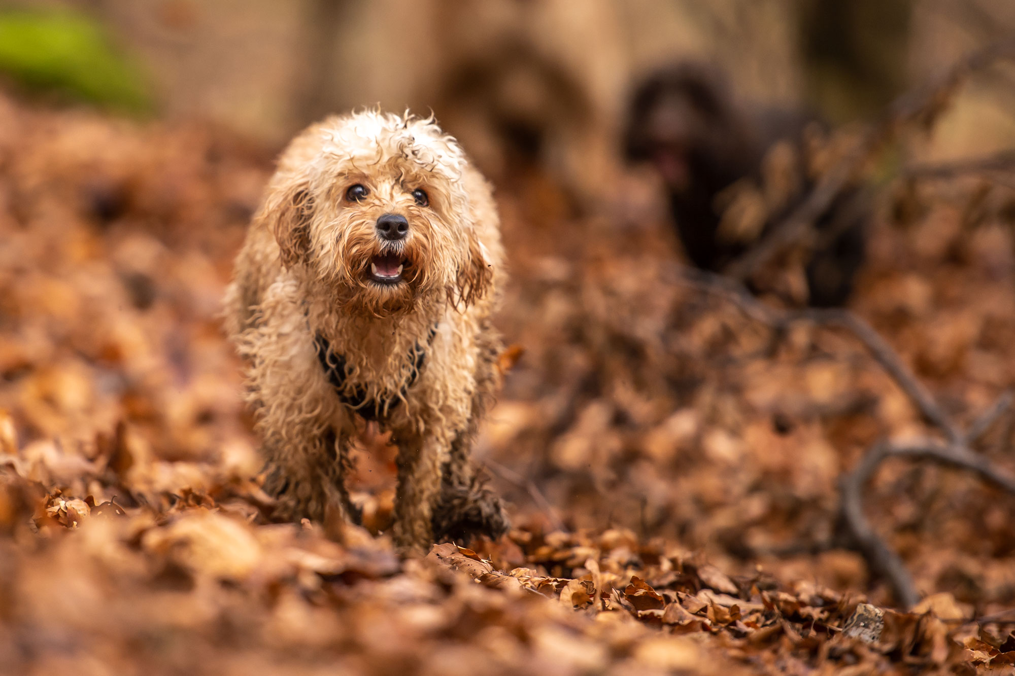 cockapoo in woods