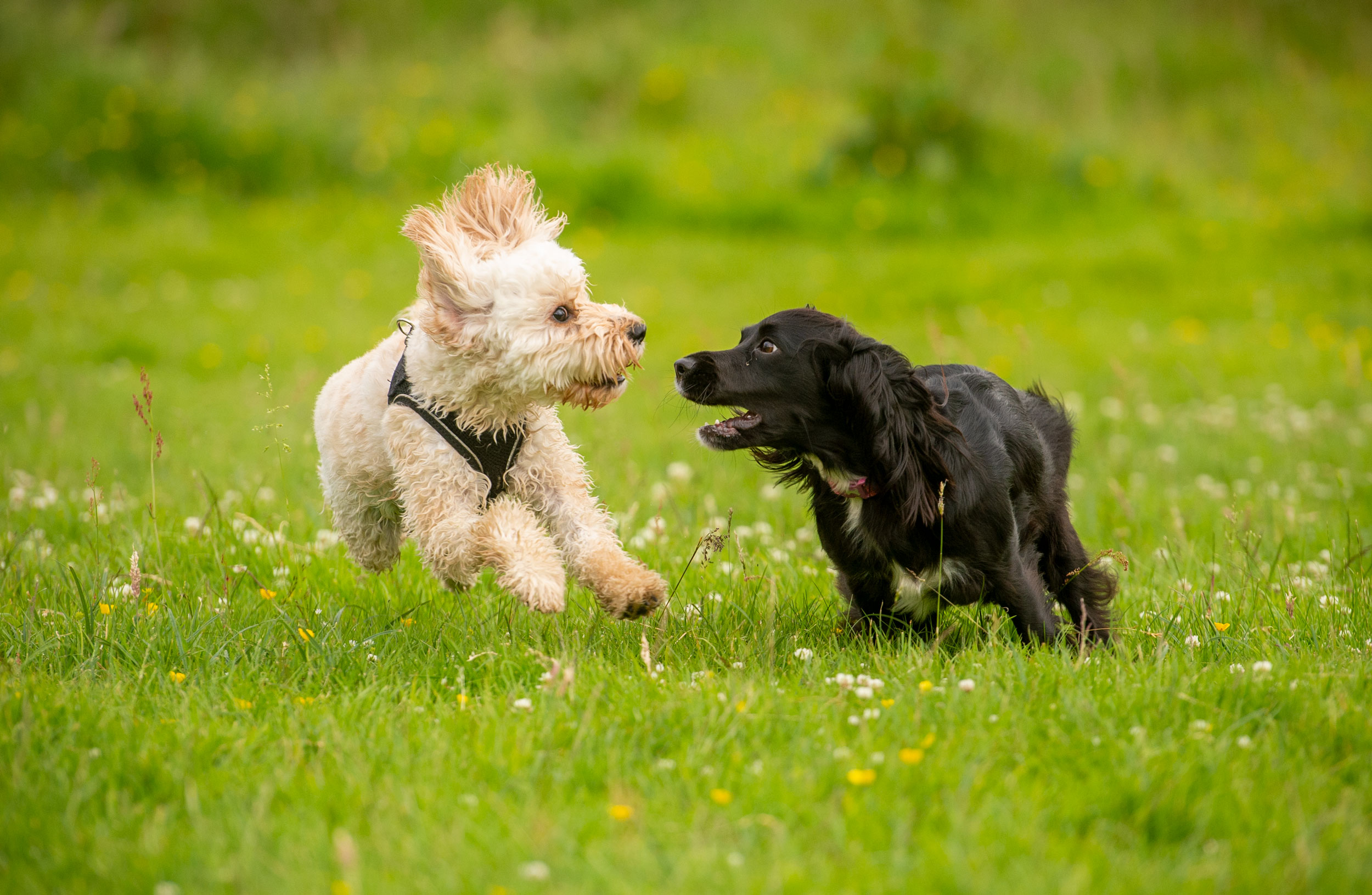 pups running on grass