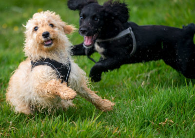 tiny puppies playing