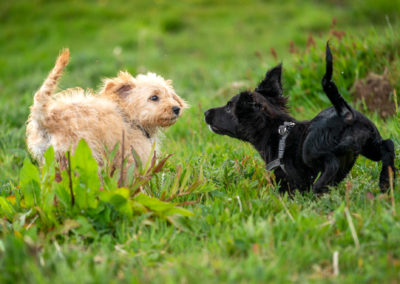 puppies in grass