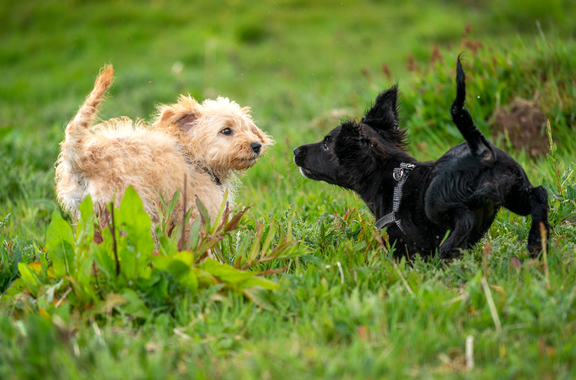 puppies in grass