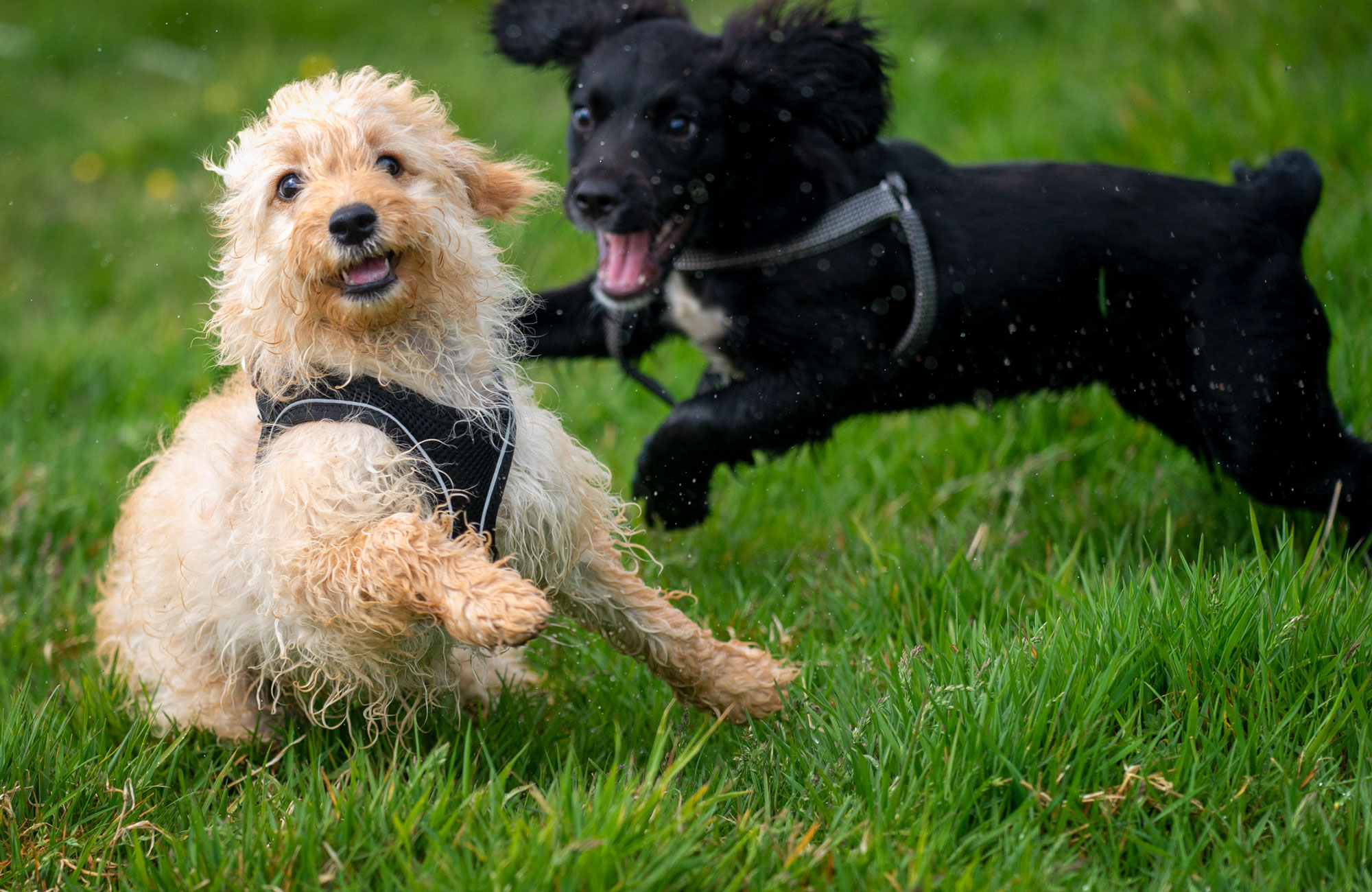 tiny puppies playing