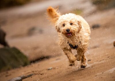 cockapoo at the beach