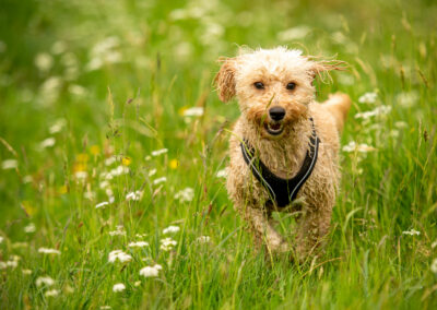 cute cockapoo dog