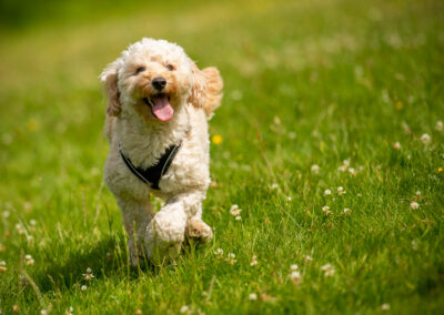 beautiful cockapoo puppy