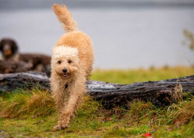 cockapoo jumping