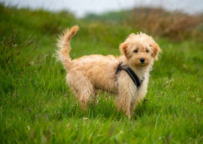 apricot cockapoo puppy