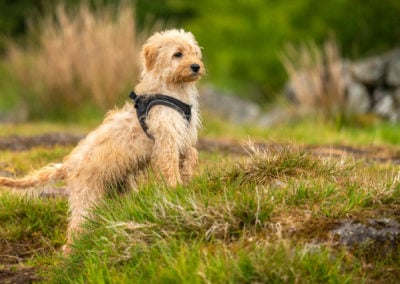 apricot cockapoo puppy looing