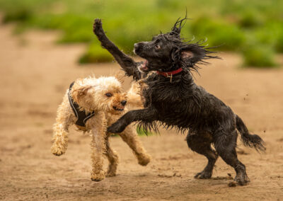 Puppies wrestling