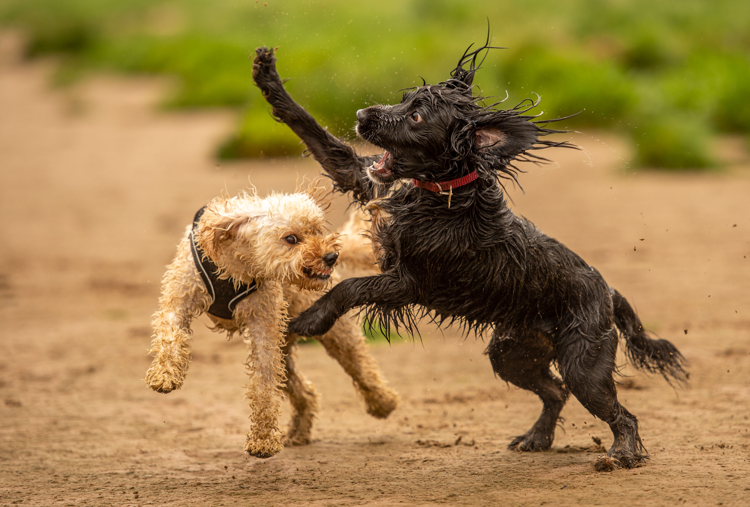 Puppies wrestling