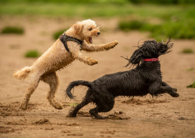 puppies play fighting