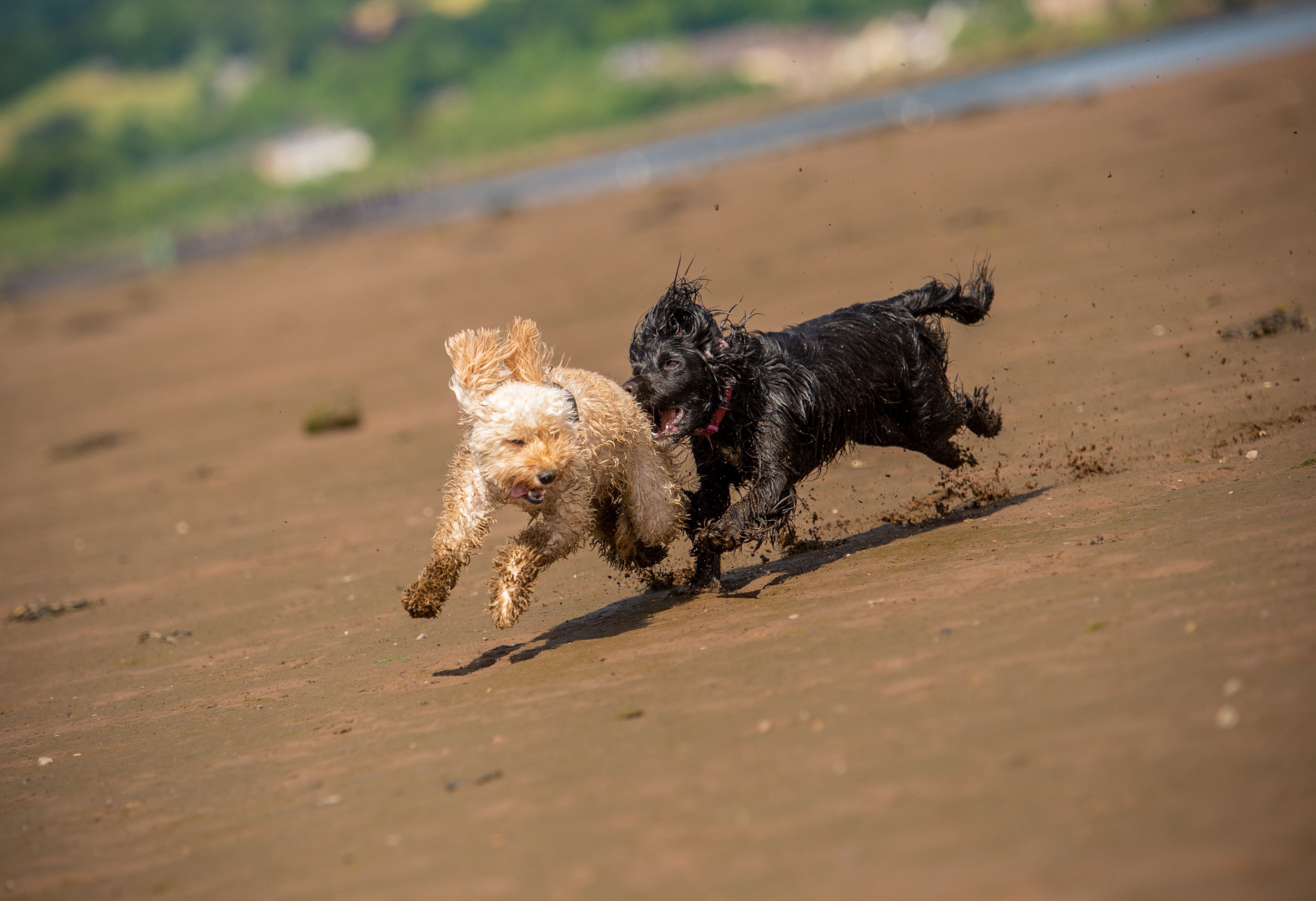 young pups playing on beach