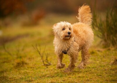 cockapoo in rain