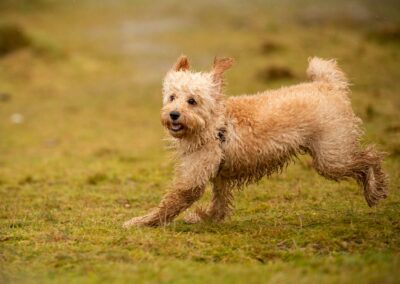 cockapoo running