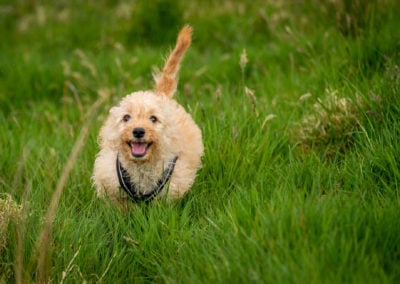apricot cockapoo puppy running
