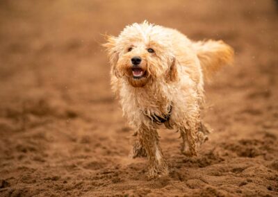 cockapoo running on sand