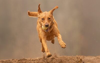 red fox Labrador action photo
