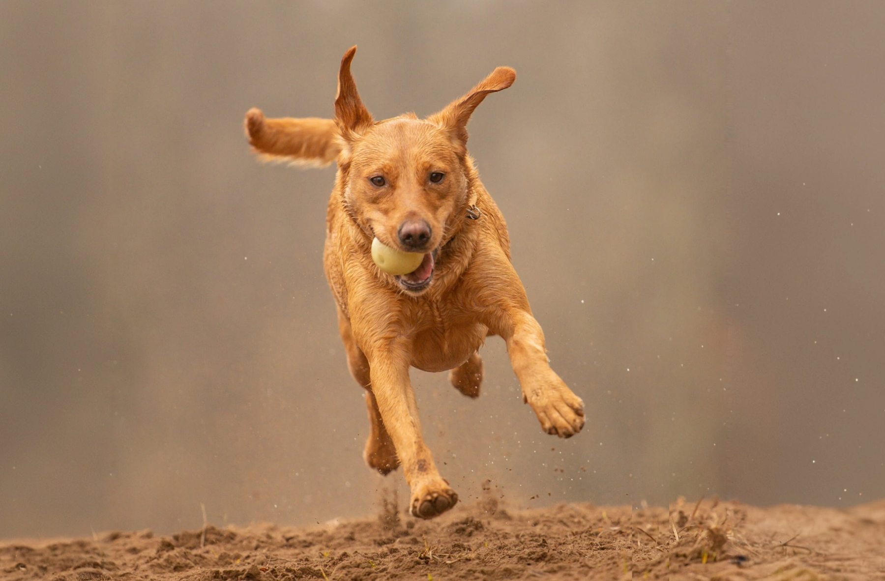 red fox Labrador action photo