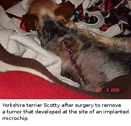 yorkie after suergery