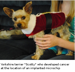 yorkshire terrier got cancer from microchipping