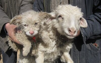 sheepdog-i