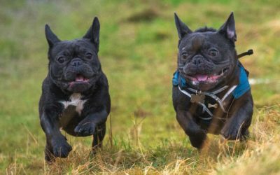 side-by-side french bull terriers