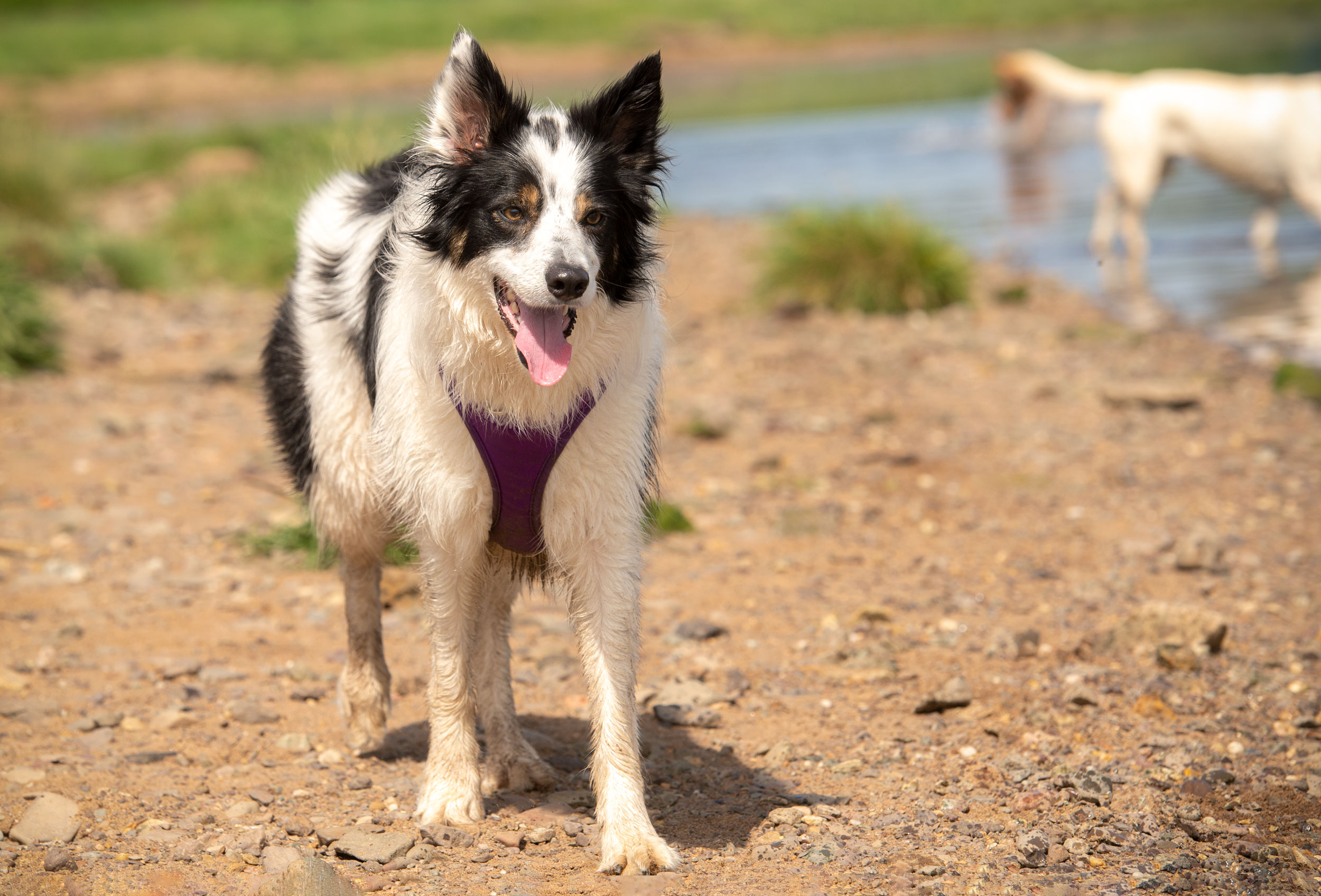 black and white collie on beach