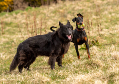 gsd and doberman