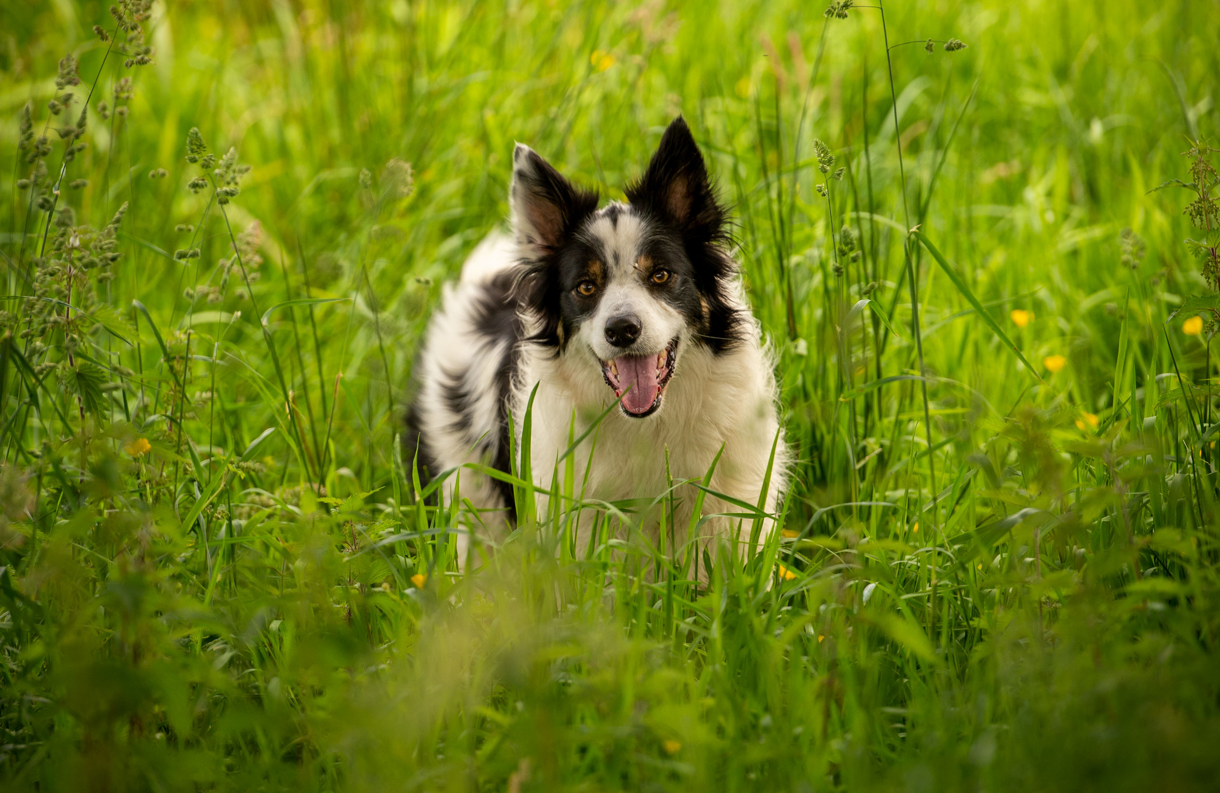 black and white collie